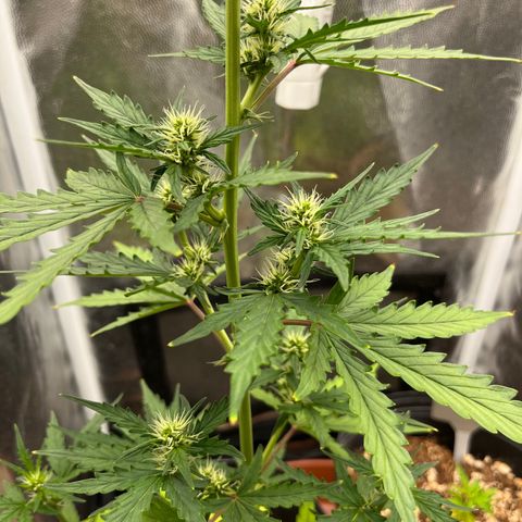 Auto Critical Orange Punch growlog timeline photo