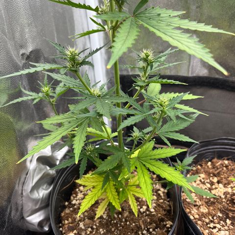 Auto Critical Orange Punch growlog timeline photo