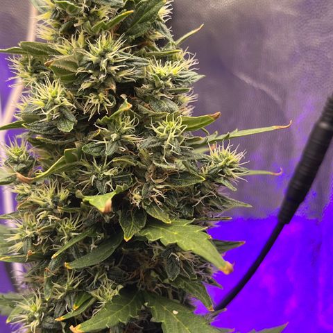 Auto Critical Orange Punch growlog timeline photo