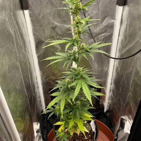 Auto Critical Orange Punch growlog timeline photo