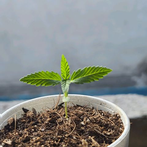 Laughing Buddha growlog timeline photo