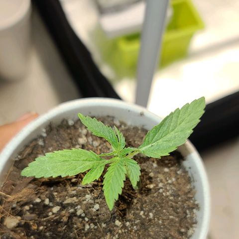 Sour Diesel growlog timeline photo