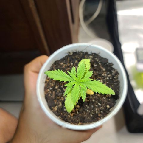 Laughing Buddha growlog timeline photo