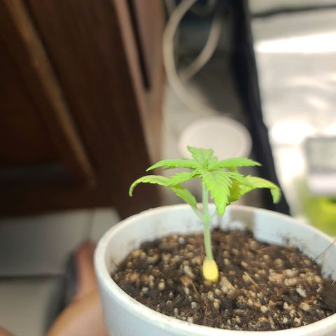 Laughing Buddha growlog timeline photo