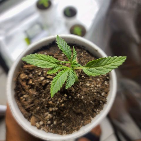 Sour Diesel growlog timeline photo