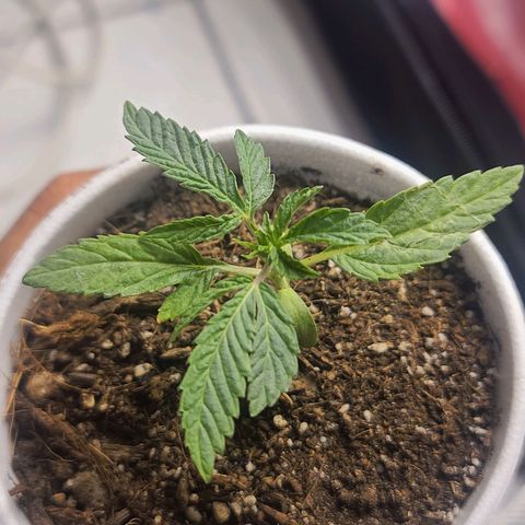 Sour Diesel growlog timeline photo