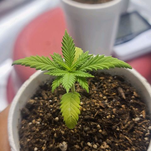 Laughing Buddha growlog timeline photo