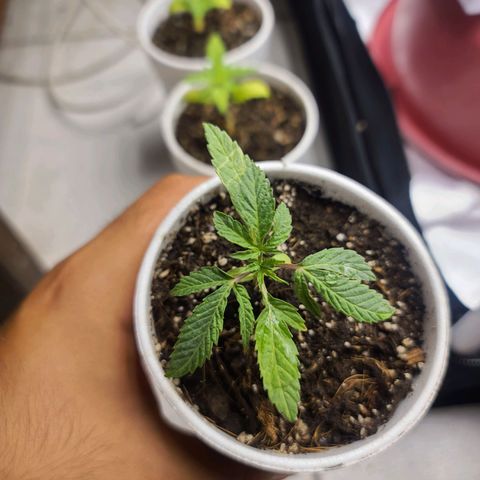 Sour Diesel growlog timeline photo
