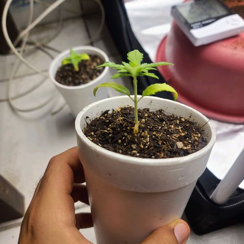 Laughing Buddha growlog timeline photo