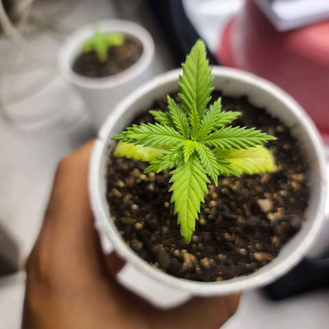 Laughing Buddha growlog timeline photo