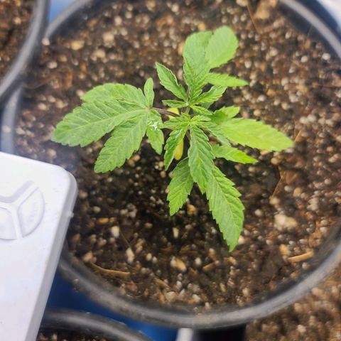 Sour Diesel growlog timeline photo