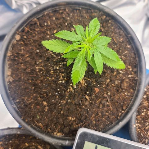 Laughing Buddha growlog timeline photo