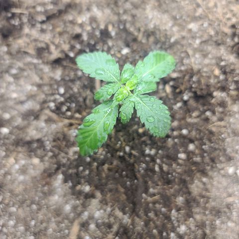 Gelato 41 x Gelato 41 Auto growlog timeline photo
