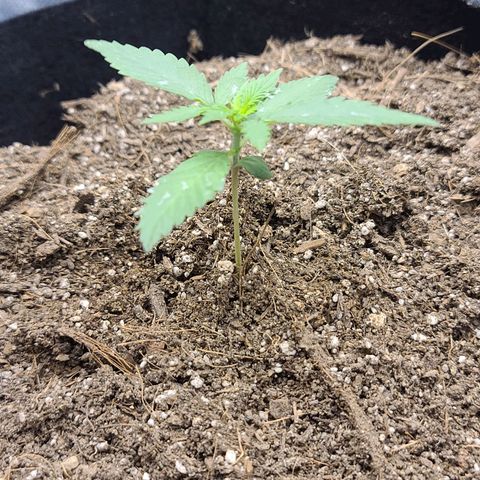 Gelato 41 x Gelato 41 Auto growlog photo: Post transplant