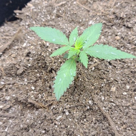 Gelato 41 x Gelato 41 Auto growlog photo: Post transplant