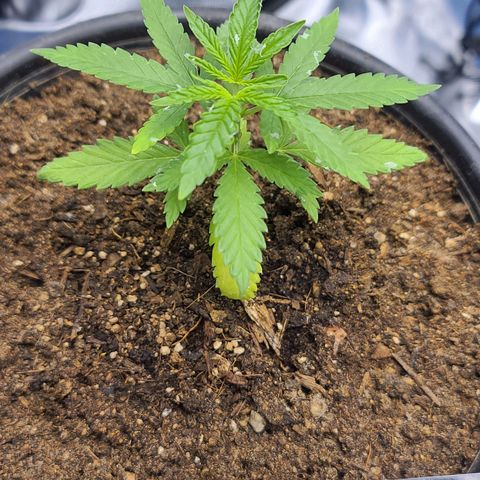 Laughing Buddha growlog timeline photo