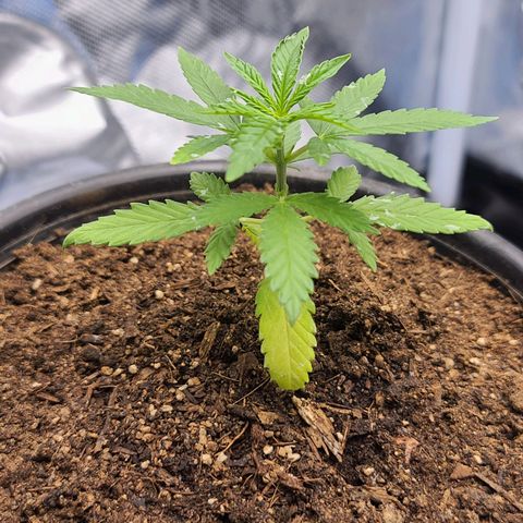 Laughing Buddha growlog timeline photo