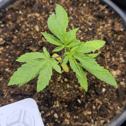 Sour Diesel growlog timeline photo