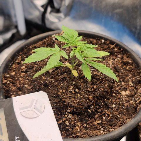 Sour Diesel growlog timeline photo