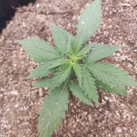 Gelato 41 x Gelato 41 Auto growlog timeline photo