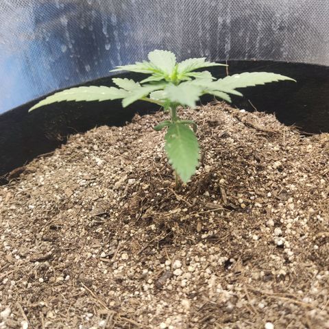 Gelato 41 x Gelato 41 Auto growlog timeline photo