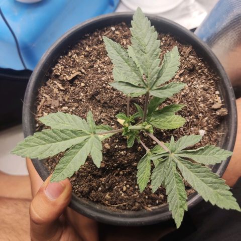 Sour Diesel growlog timeline photo