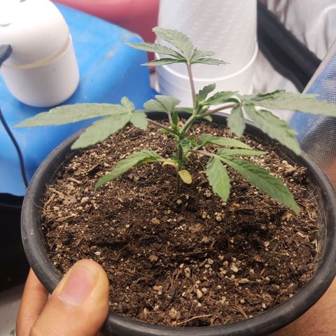 Sour Diesel growlog timeline photo