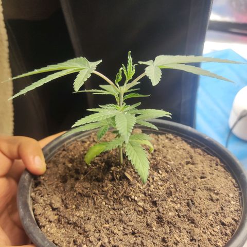 Laughing Buddha growlog timeline photo
