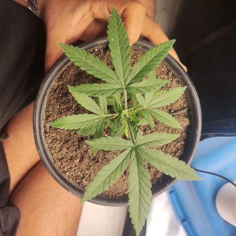 Laughing Buddha growlog timeline photo