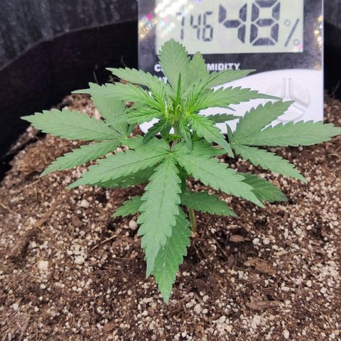 Gelato 41 x Gelato 41 Auto growlog timeline photo