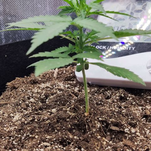 Gelato 41 x Gelato 41 Auto growlog timeline photo