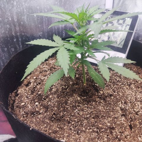 Gelato 41 x Gelato 41 Auto growlog timeline photo