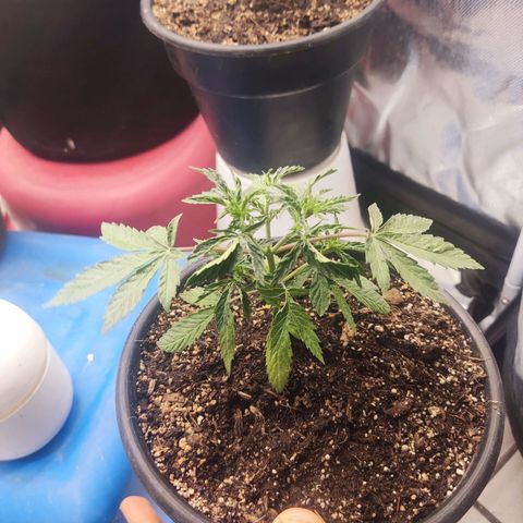 Sour Diesel growlog timeline photo