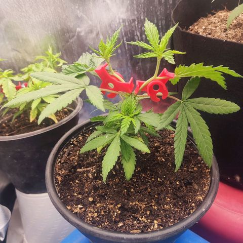 Laughing Buddha growlog timeline photo