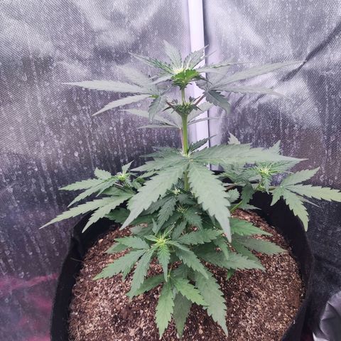 Gelato 41 x Gelato 41 Auto growlog timeline photo