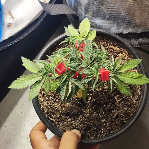 Sour Diesel growlog timeline photo