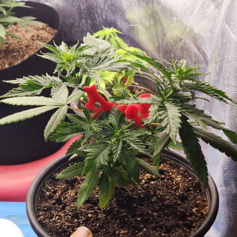 Laughing Buddha growlog timeline photo