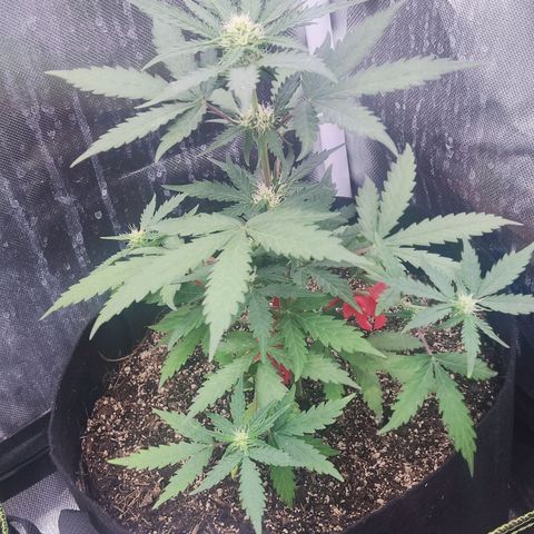 Gelato 41 x Gelato 41 Auto growlog timeline photo