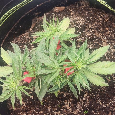 Sour Diesel growlog timeline photo