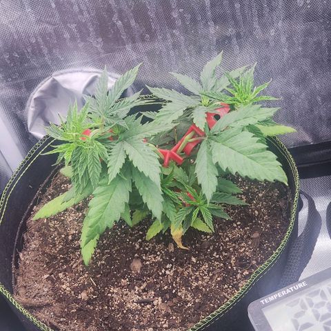 Laughing Buddha growlog timeline photo