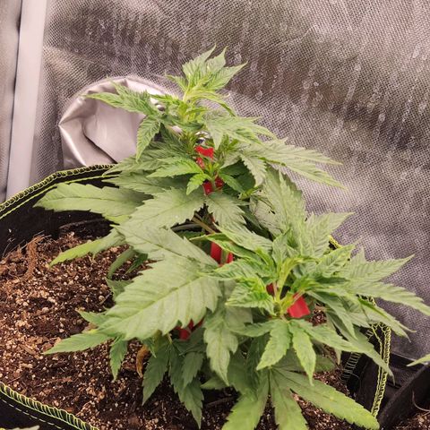 Laughing Buddha growlog timeline photo