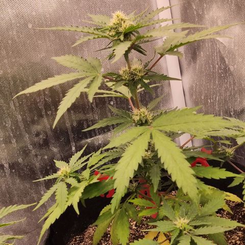 Gelato 41 x Gelato 41 Auto growlog timeline photo