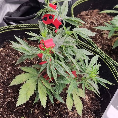 Sour Diesel growlog timeline photo