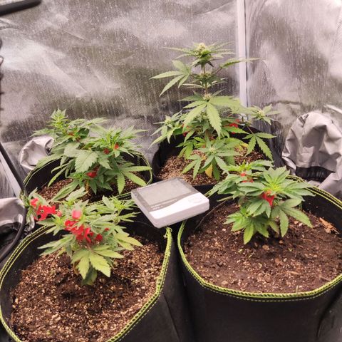 Gelato 41 x Gelato 41 Auto growlog timeline photo