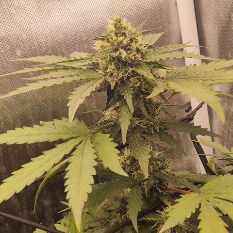 Gelato 41 x Gelato 41 Auto growlog timeline photo