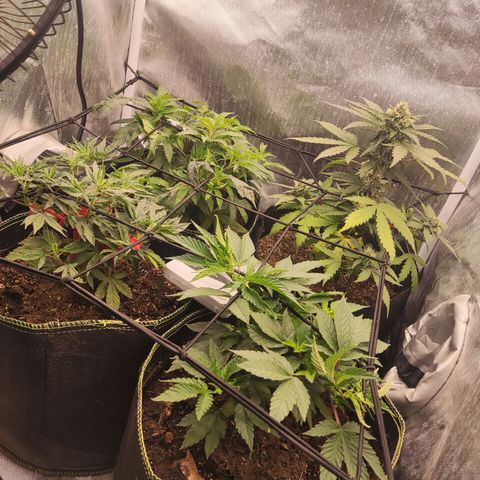 Gelato 41 x Gelato 41 Auto growlog timeline photo