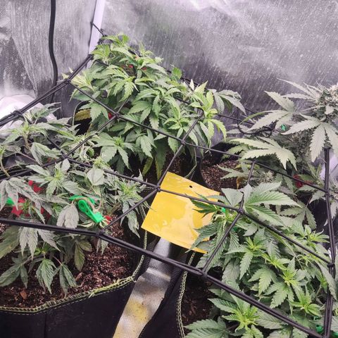 Gelato 41 x Gelato 41 Auto growlog timeline photo