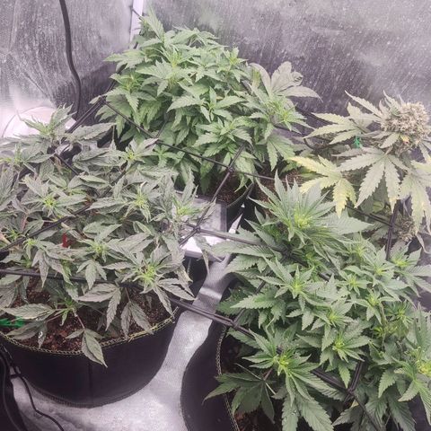 Gelato 41 x Gelato 41 Auto growlog timeline photo