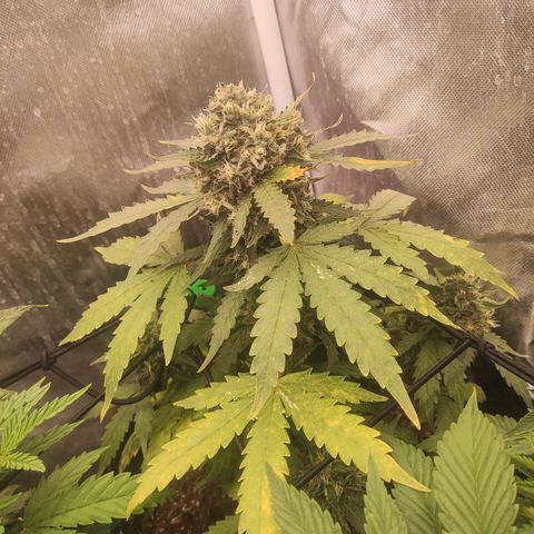 Gelato 41 x Gelato 41 Auto growlog timeline photo