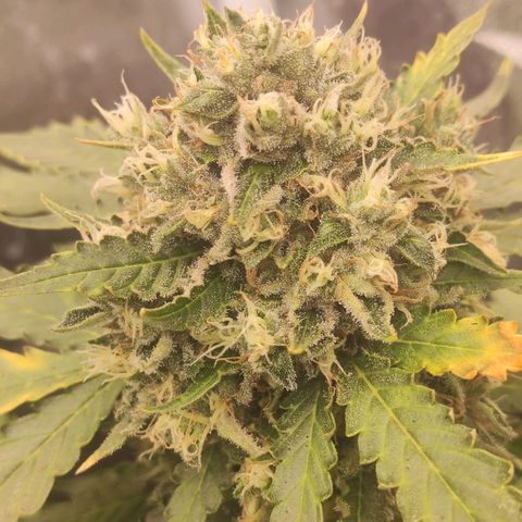 Gelato 41 x Gelato 41 Auto growlog timeline photo